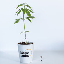 Charger l'image dans la galerie, Kit de plantation de chanvre à faire pousser
