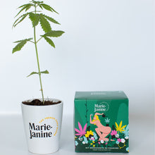 Charger l'image dans la galerie, Kit de plantation de chanvre à faire pousser