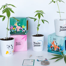 Charger l'image dans la galerie, Kit de plantation de chanvre à faire pousser