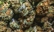 Charger l'image dans la galerie, Gorilla Glue 2.0 Super Pop Corn (2-3 cm) CBD Greenhouse