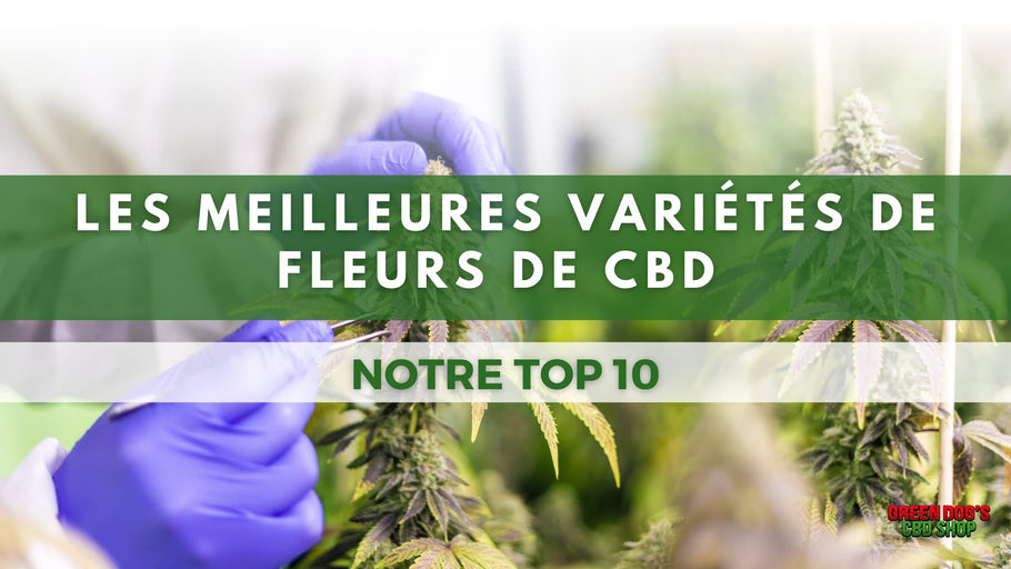 Le meilleur CBD : Notre TOP 10 des meilleures variétés de fleurs de CBD