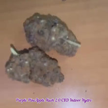 Load and play video in Gallery viewer, Purple PineApple Kush 2.0 CBD Indoor Hydro
